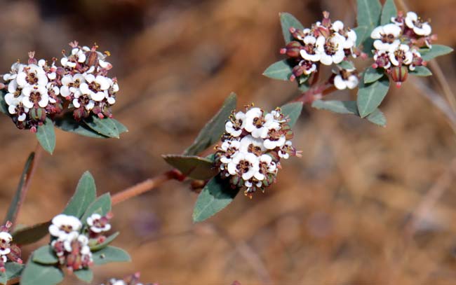 Chamaesyce capitellata, Head Sandmat